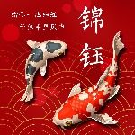 锦钰谈币