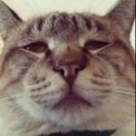 币圈猫神