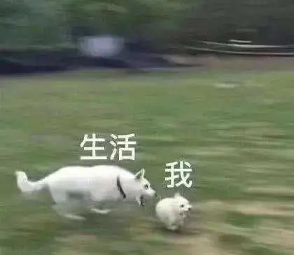程序员