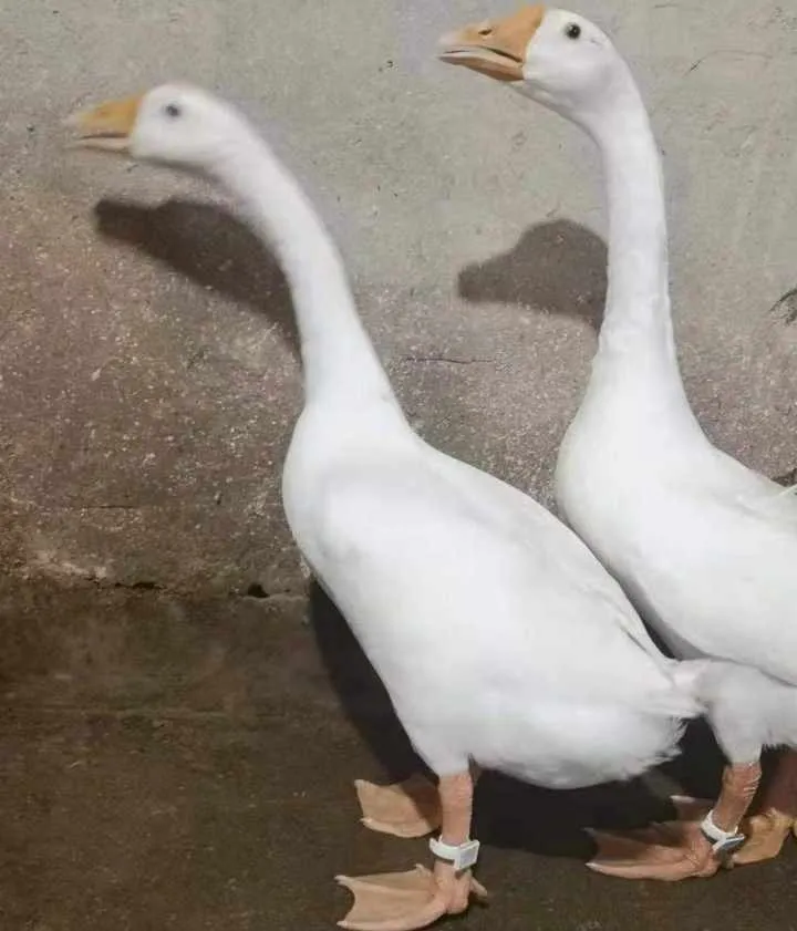 技术
