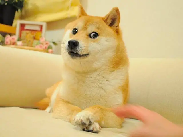 Crypto历史上最独特的一面旗帜-DogeCoin