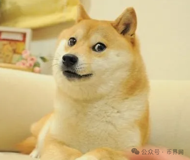 一张狗头图怎么就值 10 亿美金？——3 分钟看懂 MEME 是什么