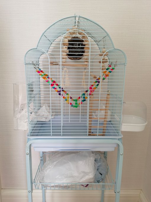 鹦鹉