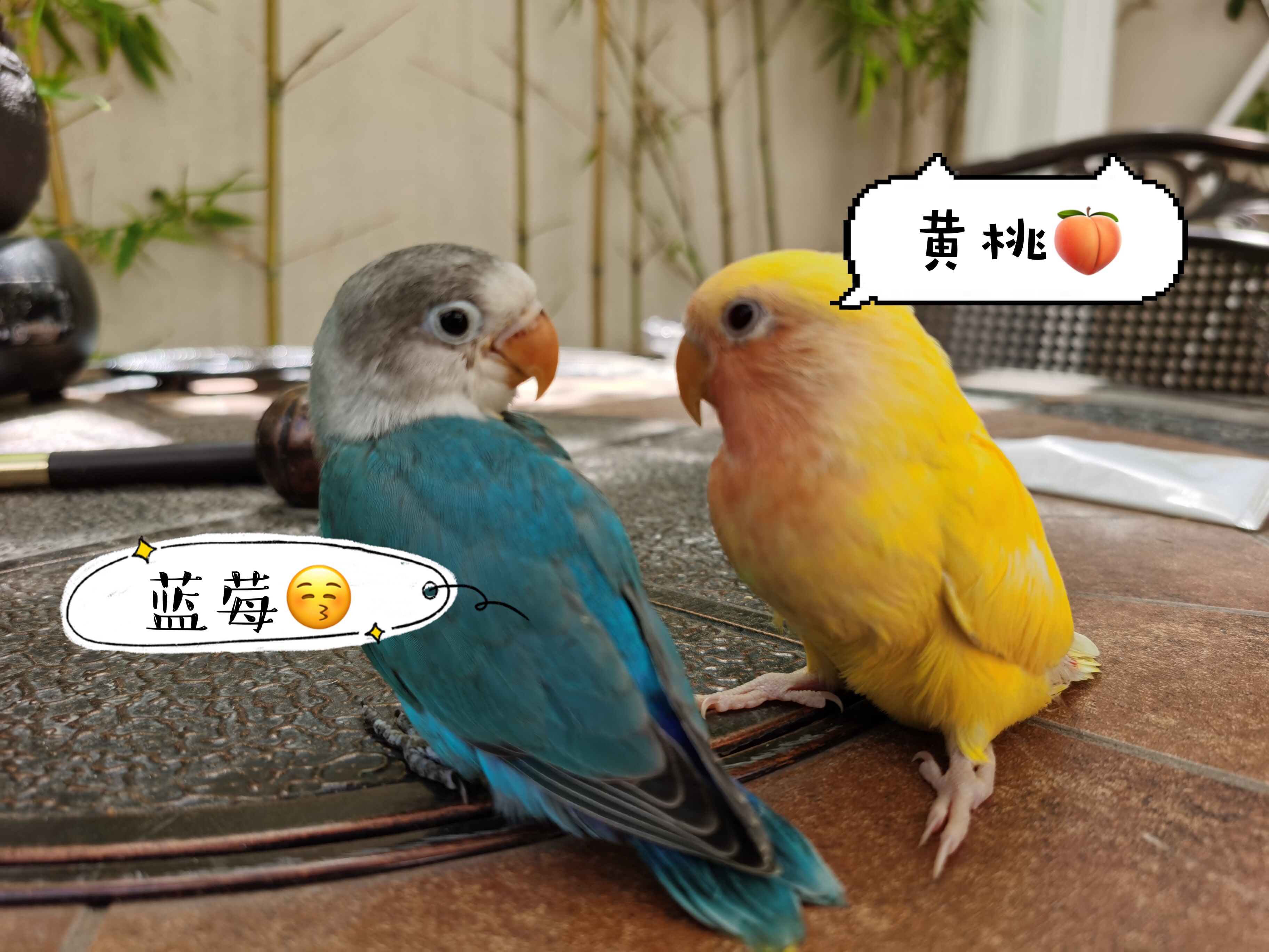 鹦鹉