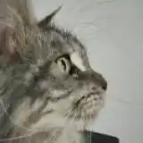 维斯曼笔记
