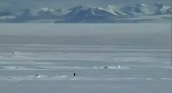 PENGUIN,白宫,川普