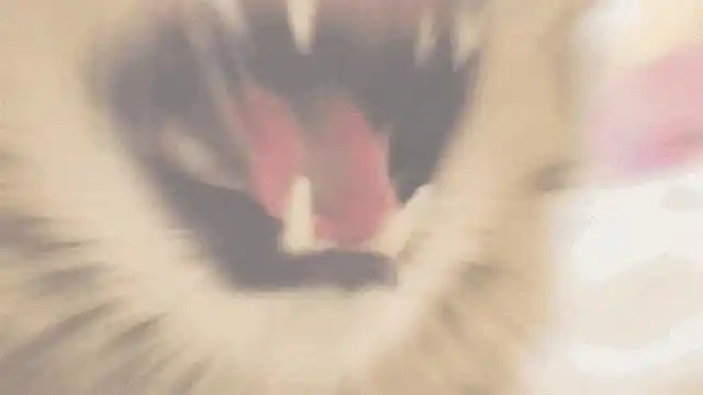 萌小译