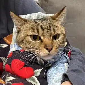 贝果树