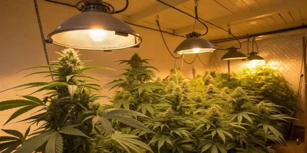 垂直农业