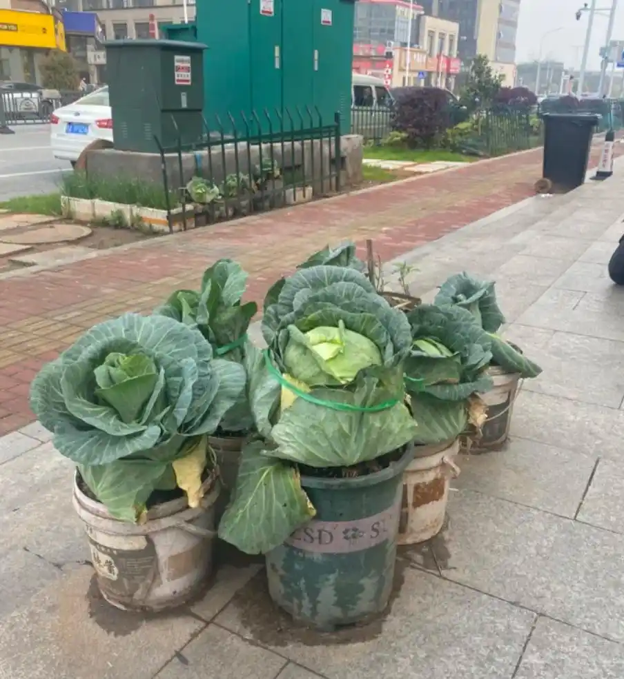 垂直农业