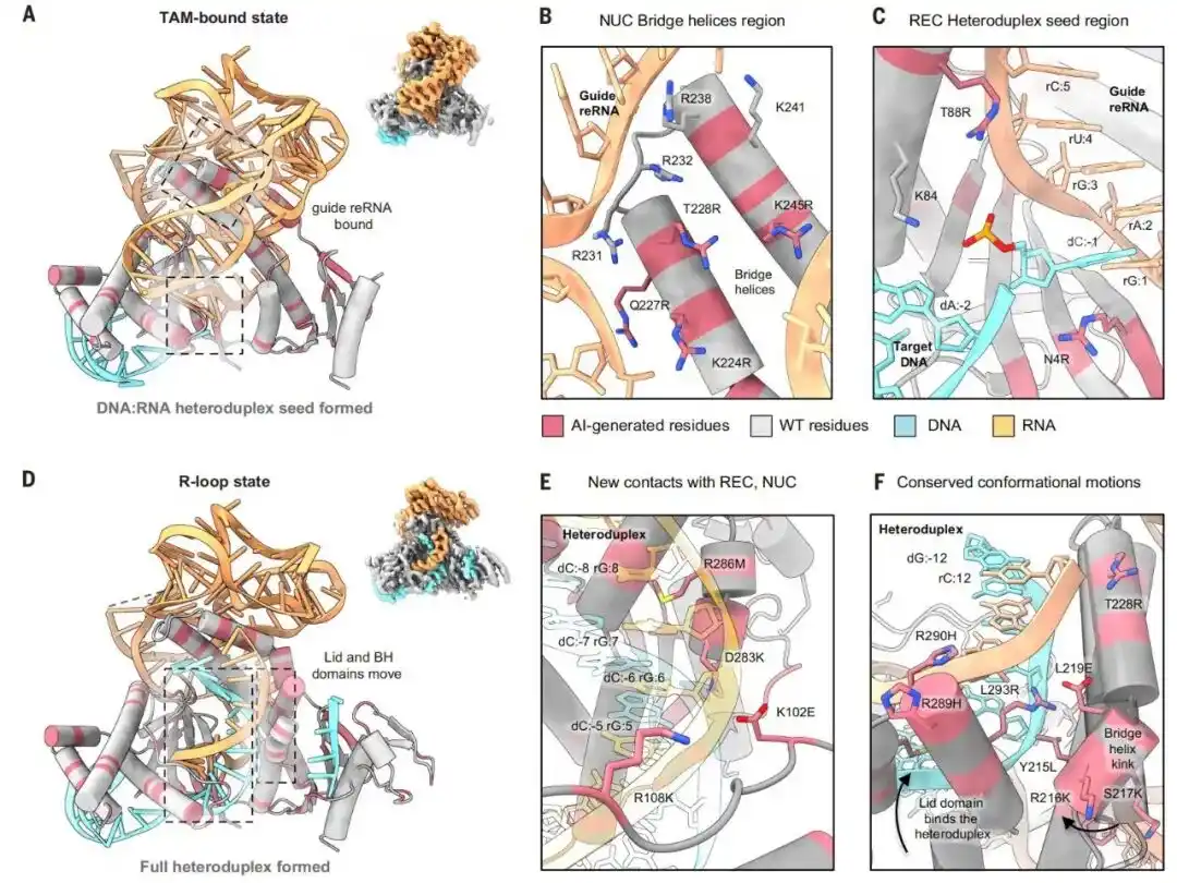 CRISPR
