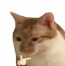 应届毕业生