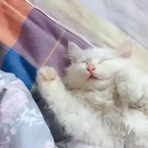 谢芸子