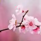 大福星