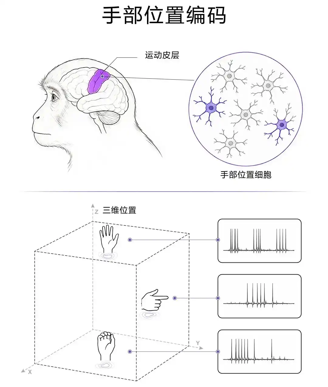 运动皮层
