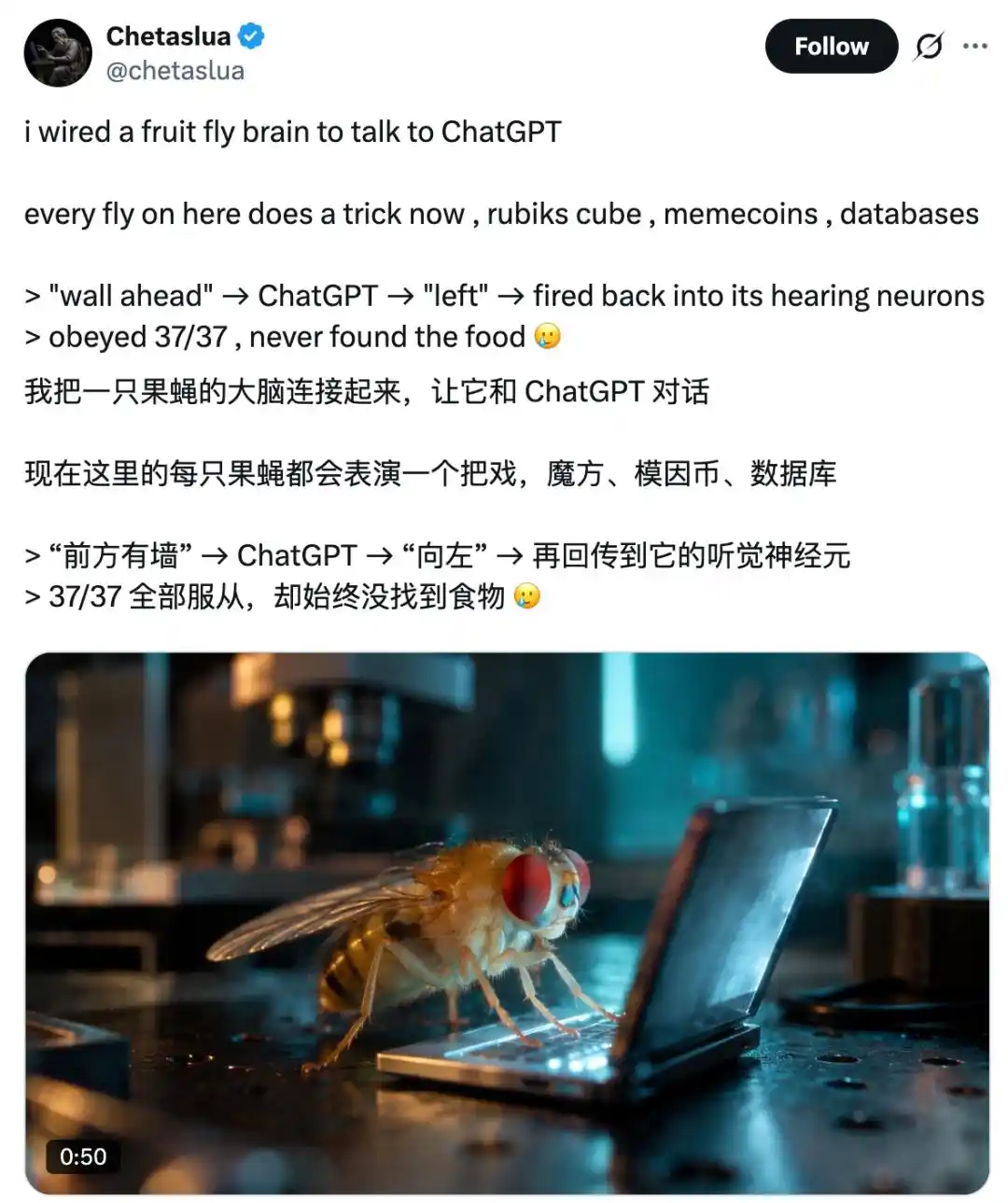 果蝇大脑