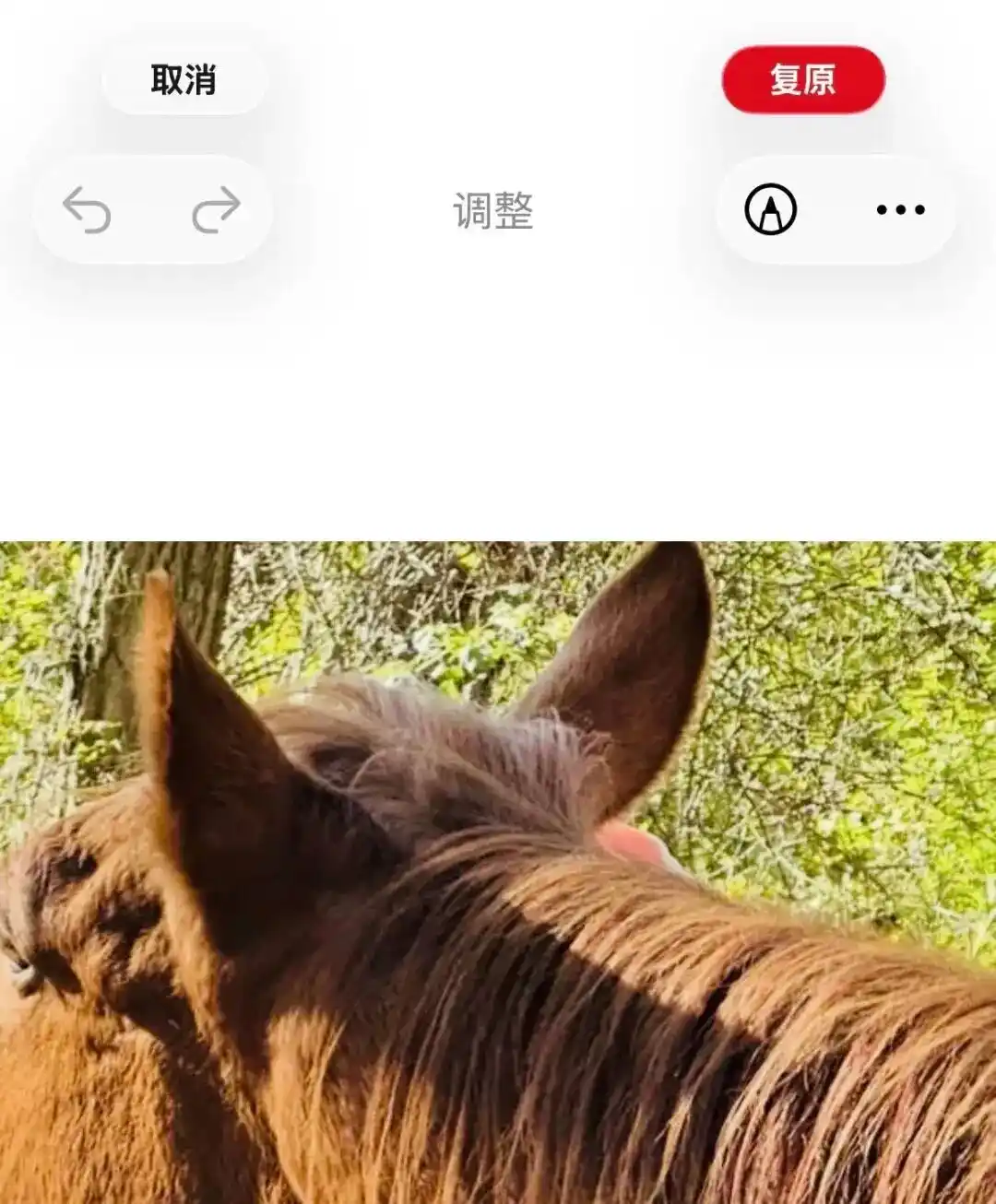 Apple Reference Image